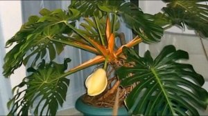 Монстера в доме. Как ухаживать за монстерой,чтобы она всегда имела привлекательный вид???