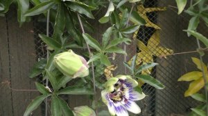 New Camera test Panasonic HC-v750. Time lapse and sharpness Passionflower