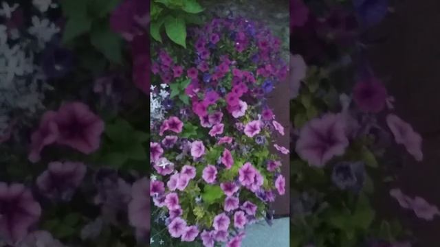 Маттиола двурогая, краткий обзор!