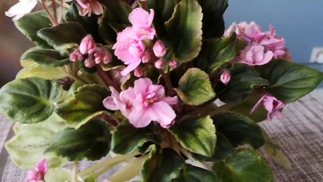 Трейлерная фиалка. Чем она отличается от обычной. смотреть онлайн