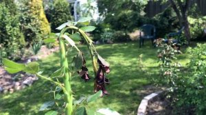 Розанный пилильщик