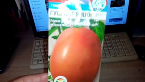 Чудо  сорта Помидор "Гусиное? ЯЙЦО и Перепелиное? ЯЙЦО"!!! ?.  Буду Выращивать в 2023г.????