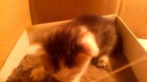 Как научить котенка сироту ловить мышей/How to teach an orphan kitten to catch mice