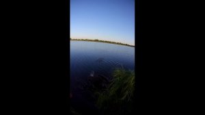 жерех клюёт