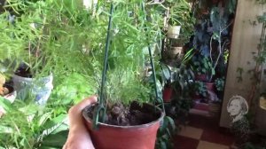 АСПАРАГУС. ЧТО НУЖНО РАСТЕНИЮ ДЛЯ ХОРОШЕГО РОСТА!?