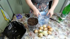 Лайфхак выращивания зеленого лука дома