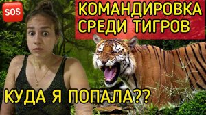 По ночам вокруг нас бродят тигры. А как мои собакисама не поняла, как оказались в джунглях