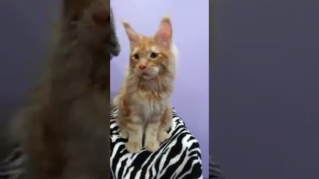 Мейн кун продажа котенка смотреть онлайн