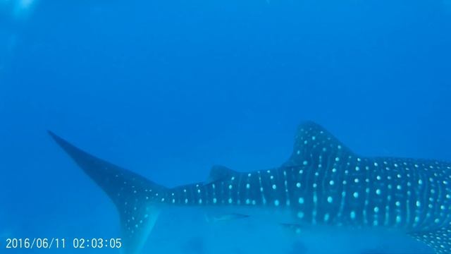 Филиппины Китовые акулы смотреть онлайн