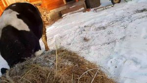 выводим большое БЫКА