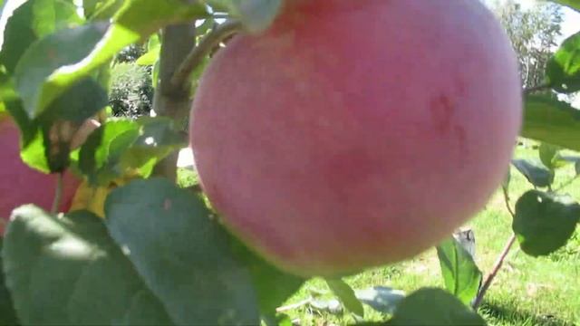 Дача. Яблонька "РЕД ФРИ" . Первый урожай.12.08.2018 смотреть онлайн
