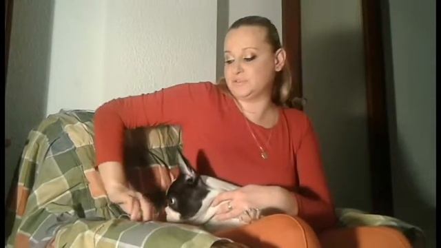 Французский бульдог - Ветеринария