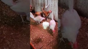 Мой курятник капуста для улучшения пера.