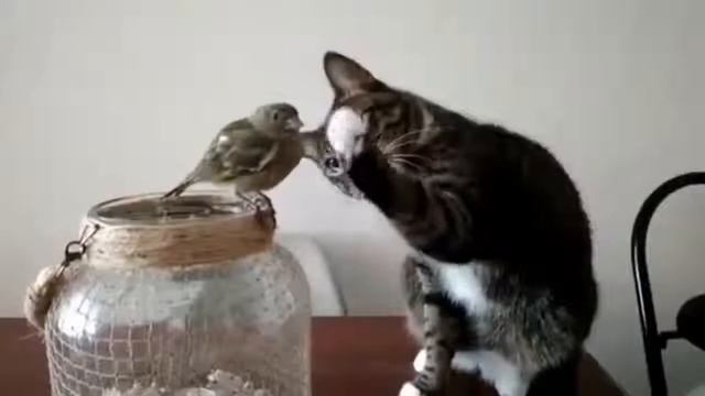 Смотри какая красота До слез Кот с Птичкой смотреть онлайн