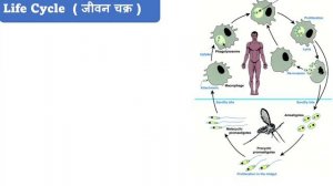 Leishmania Donovani | Kala azar | Life cycle of leishmania Donovani | Parasitology | Microbiology