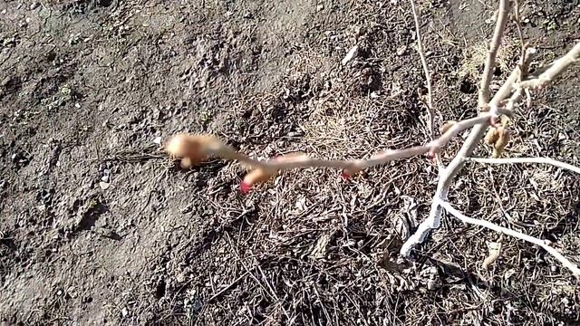 Цветение фундука "Трапезунд" в феврале. смотреть онлайн