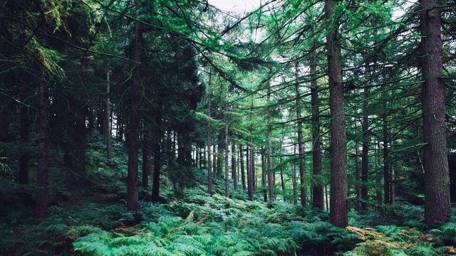 Релаксирующая музыка | Relax | Звуки леса#7 | Sounds of the forest#7 смотреть онлайн