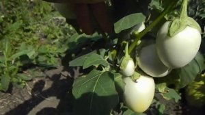 Баклажан Золотые яйца.