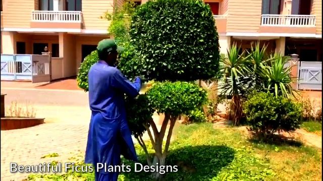 Ficus plant cutting Designs and Shapes | Design your Ficus Plant in a very easy ways | Ficus смотреть онлайн