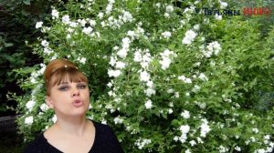 ТОП-5 красивых, цветущих КУСТАРНИКА для САДА и ДАЧИ!!!