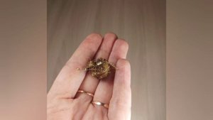 Посадочный материал от Татьяны Круль. Глоксиния, Тидея, Синнингия, Минисиннингия