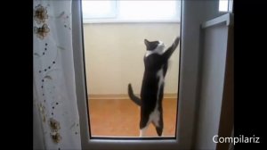 Приколы с кошками. Танцующие коты. Ржач