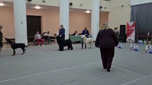 питомник Бишенели средне азиатской овчарки алабай и папийон