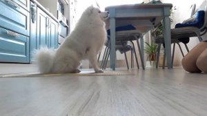 Японский шпиц дрессировка