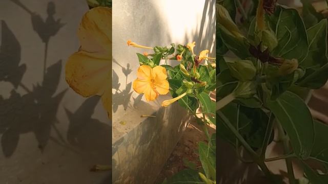 Mirabilis jalapa (Nictaginaceae family) смотреть онлайн