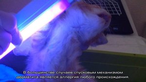 Кошка постоянно лижется: причины странного поведения