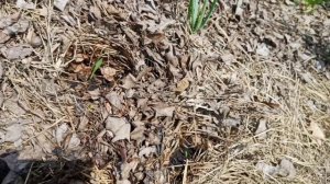 Новости с дачи. Сажаю без грядок - кукуруза, фасоль, горох и тд. 27 мая 2023 г.