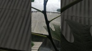 Инжир и гуава лимонная экзотика дома