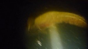 Подводная охота на трофейного налима. Карелия 2018.