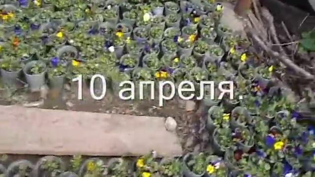 Анютка, маргаритка или как начать цветочный бизнес с нуля!