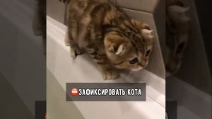 Как помыть кота и остаться в живых!