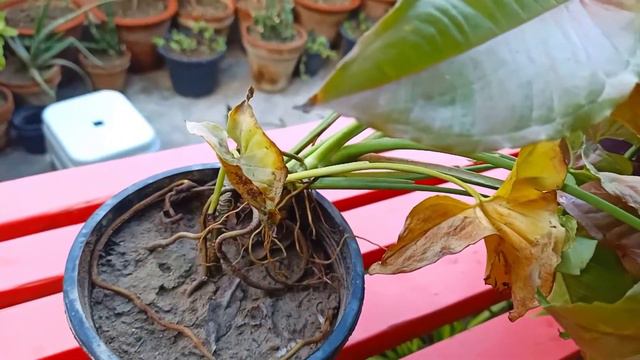 Syngonium Plant Care | Syngonium Plant ki Cutting kaise Lagaen | Arrow Head Vines смотреть онлайн