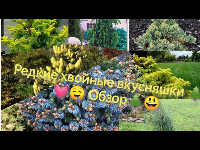 Редкостная редкость! Часть2 Обзор покупки хвойных редких растений! 1 мая 2023г