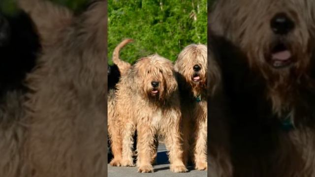 Otterhound #animal #help