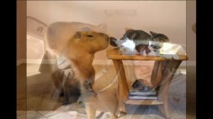 Забавный зверь капибара.