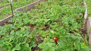 Яблочное пюре с бананами и сгущенкой, заготовка на зиму. Классная дача. Костанай.