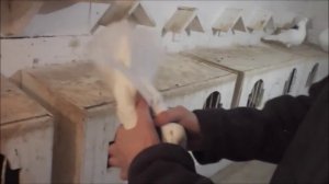 Пермские черногривые гривуны Катомина Александра