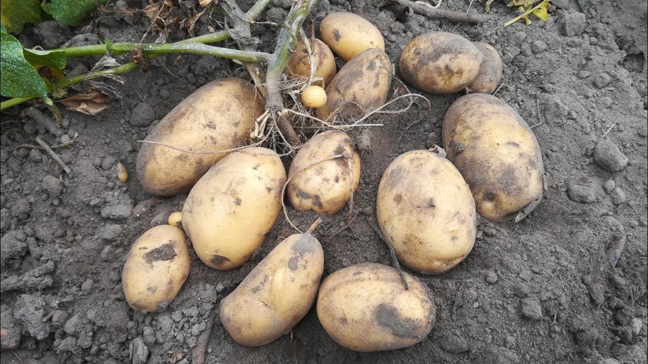 Копаю картофель Гала. Растил без окучивания, без полива, без мульчи и 10 кг с 2 кустов. Нормально.