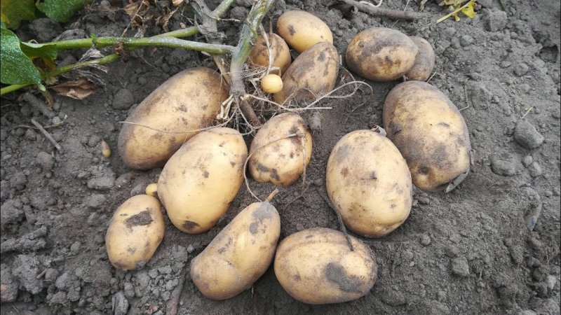 Копаю картофель Гала. Растил без окучивания, без полива, без мульчи и 10 кг с 2 кустов. Нормально.