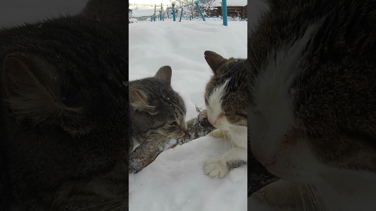 СОСЕДСКИЕ КОТЫ НЕ ПОДЕЛИЛИ РЫБУ #shorts смотреть онлайн