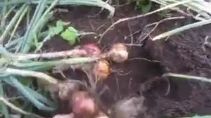 Лук семейный розовый тюльпановидный