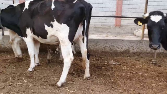 Bug'oz hunajinlar va simmental buzoqlar sotiladi ☎️90-561-0447. yetkazish kelishuv.