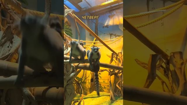 А какие вы сегодня? #животные #тикток #shorts смотреть онлайн