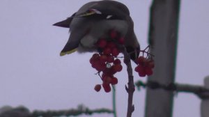 Свиристель  ест рябину на дереве. Новосибирск. Птицы Сибири.