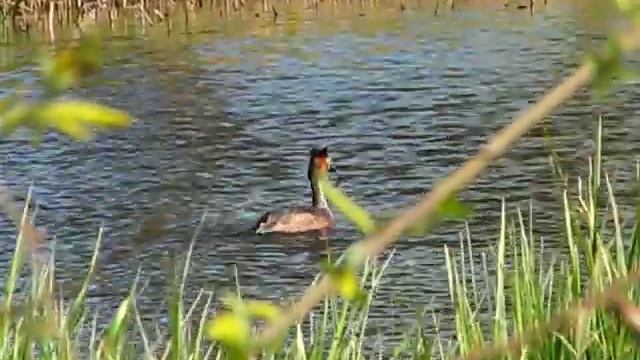 Утка поганка смотреть онлайн