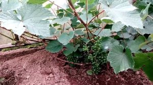 Выращивание винограда на третий год,  виноград посаженный на Урале в теплице спустя 3 года